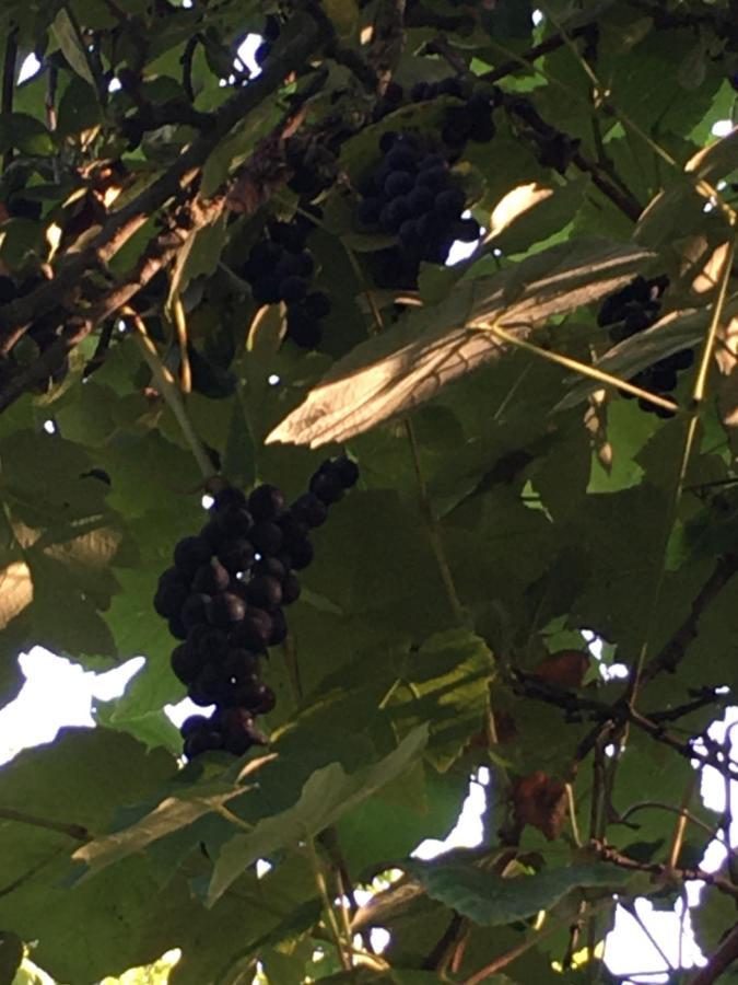 Bed and Breakfast La Ferme Des Vignes Hotot-en-Auge Екстер'єр фото